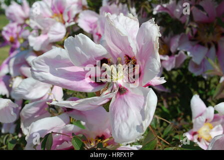 Rock Pfingstrose (als bekannt Paeonia Rockii) oder Baum Pfingstrose ist eine Gehölze der Pfingstrose, die nach Joseph Rock benannt wurde. Stockfoto