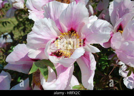 Rock Pfingstrose (als bekannt Paeonia Rockii) oder Baum Pfingstrose ist eine Gehölze der Pfingstrose, die nach Joseph Rock benannt wurde. Stockfoto