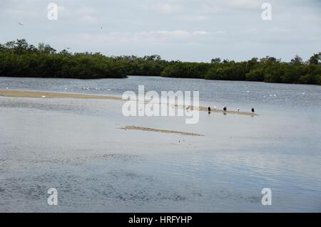 Ding Darling Park auf Sanibel Island in Florida Stockfoto