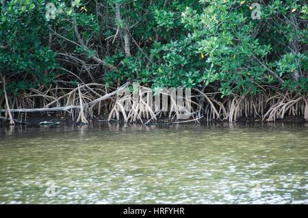 Ding Darling Park auf Sanibel Island in Florida Stockfoto