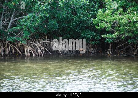 Ding Darling Park auf Sanibel Island in Florida Stockfoto