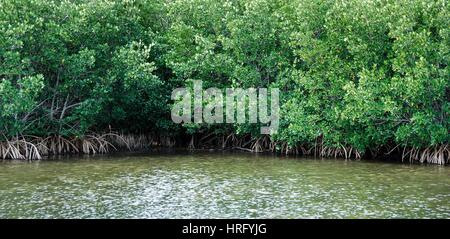Ding Darling Park auf Sanibel Island in Florida Stockfoto