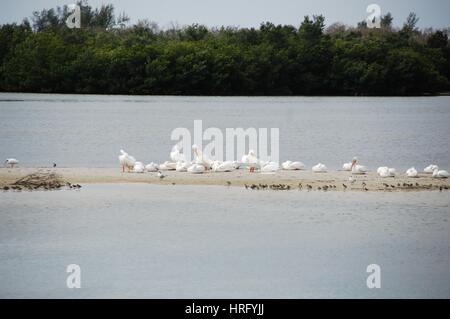 Ding Darling Park auf Sanibel Island in Florida Stockfoto