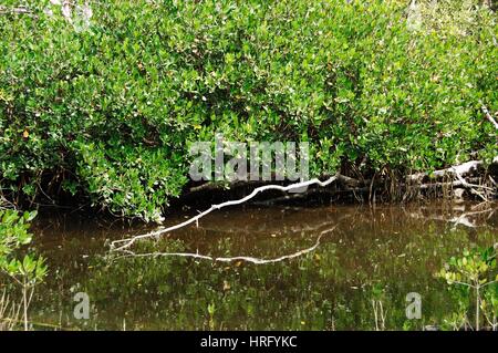 Ding Darling Park auf Sanibel Island in Florida Stockfoto