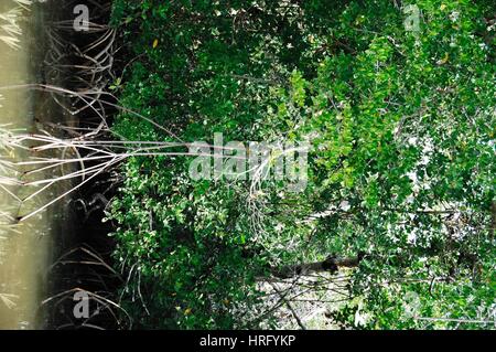 Ding Darling Park auf Sanibel Island in Florida Stockfoto