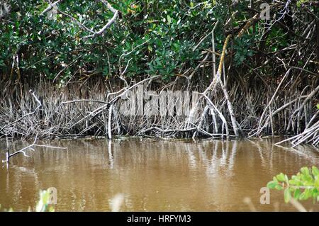 Ding Darling Park auf Sanibel Island in Florida Stockfoto