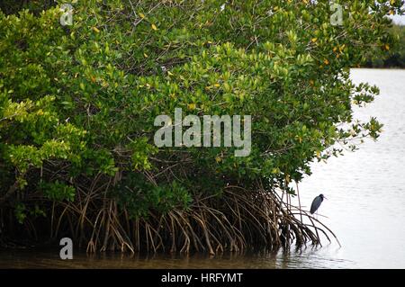 Ding Darling Park auf Sanibel Island in Florida Stockfoto