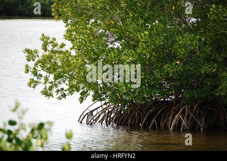 Ding Darling Park auf Sanibel Island in Florida Stockfoto