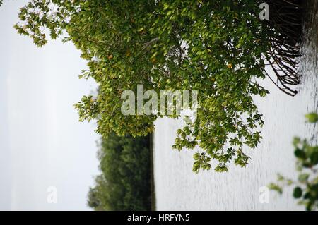 Ding Darling Park auf Sanibel Island in Florida Stockfoto