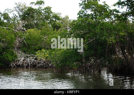 Ding Darling Park auf Sanibel Island in Florida Stockfoto