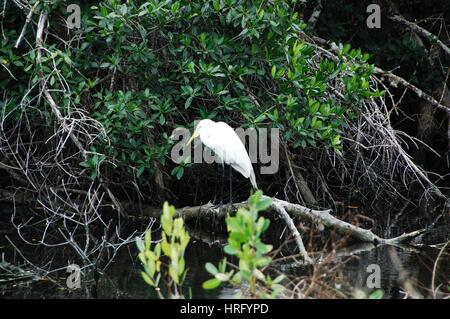 Ding Darling Park auf Sanibel Island in Florida Stockfoto