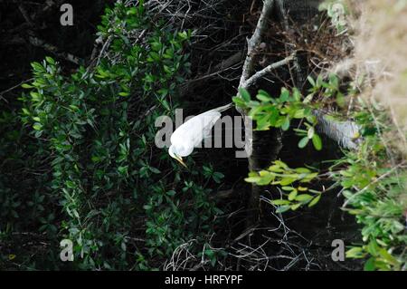 Ding Darling Park auf Sanibel Island in Florida Stockfoto