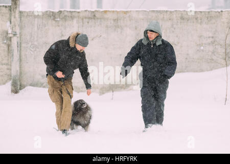 Gomel, Weißrussland - 8. Januar 2017: Zwei Männer engagiert sich im Hundetraining. Keeshond Hund im Schnee, Winter-Saison im Freien spielen. Stockfoto