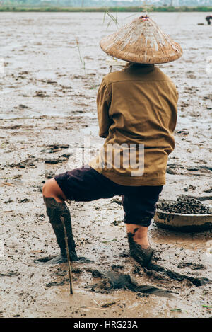 Vietnamesische Frauen sammeln Meeresschnecken im Schlamm Stockfoto