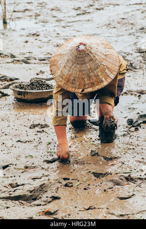 Vietnamesische Frauen sammeln Meeresschnecken im Schlamm Stockfoto