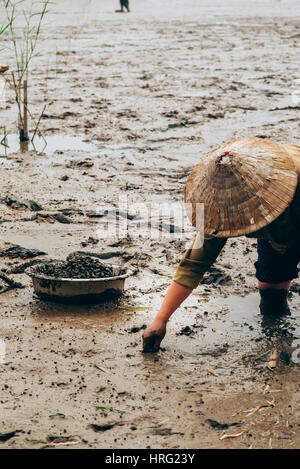 Vietnamesische Frauen sammeln Meeresschnecken im Schlamm Stockfoto