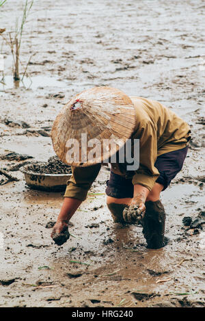 Vietnamesische Frauen sammeln Meeresschnecken im Schlamm Stockfoto