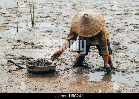 Vietnamesische Frauen sammeln Meeresschnecken im Schlamm Stockfoto