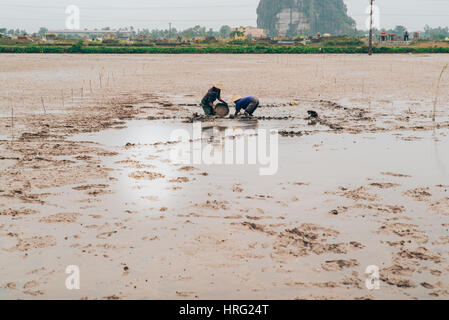 Vietnamesische Frauen sammeln Meeresschnecken im Schlamm Stockfoto