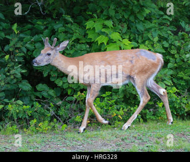 Junges Reh vergießen Grundierung im Lily Bay State Park am östlichen Ufer des herrlichen Moosehead Lake Stockfoto