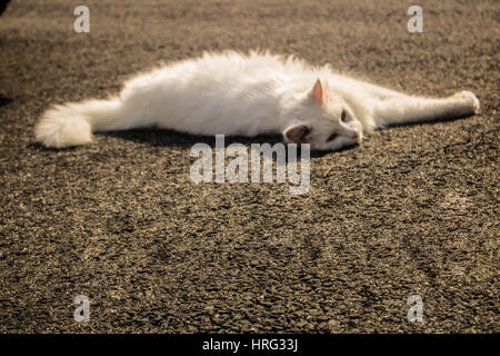 Katze, Einweichen in der Sonne Stockfoto