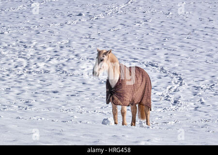 Ein weißes Pferd in eine Decke stehend auf einem Feld der neu gefallene Schnee bedeckt Stockfoto