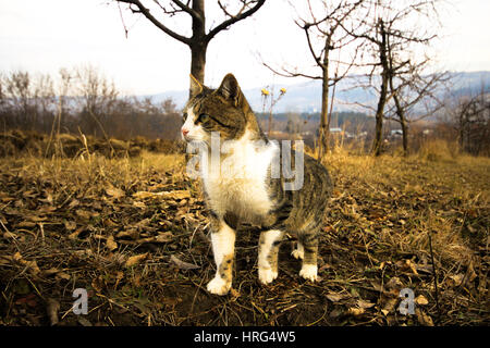 Bild von streunenden Katzen im Herbst Stockfoto