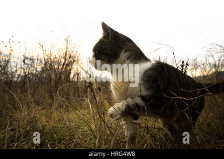 Bild von streunenden Katzen im Herbst Stockfoto