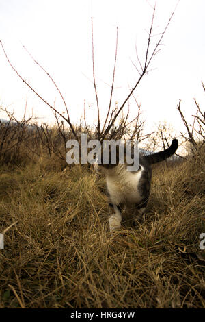 Bild von streunenden Katzen im Herbst Stockfoto