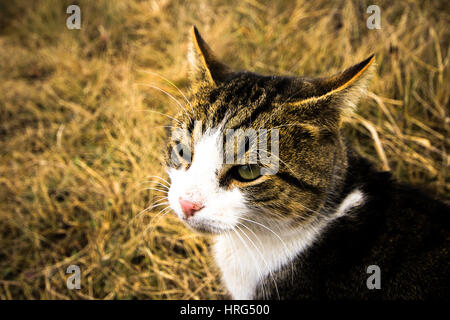 Bild von streunenden Katzen im Herbst Stockfoto