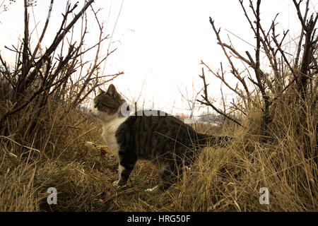 Bild von streunenden Katzen im Herbst Stockfoto