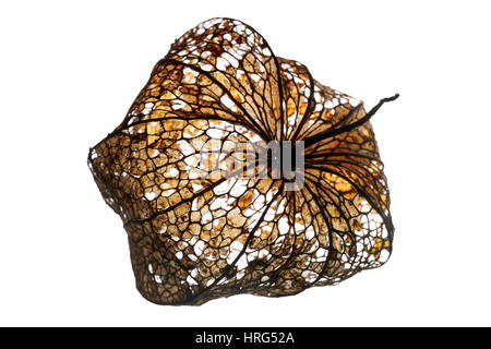 Physalis Schale mit komplizierten Details des Skeletts Blatt. Stockfoto