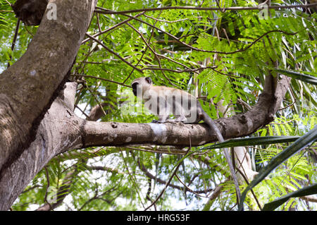 Vervet Affen auf einem Ast in der Stadt von Bamburi in Kenia Stockfoto