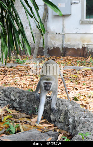 Vervet Affen auf einem Ast in der Stadt von Bamburi in Kenia Stockfoto
