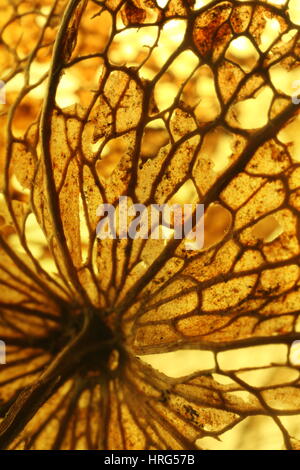 Physalis Schale mit komplizierten Details zu Blatt Skelett. Stockfoto