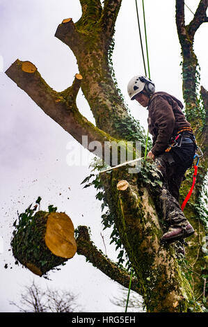 Professionelle Baumpfleger schneidet einen faulen Baum in einem Hausgarten mit einer Kettensäge in Ballydehob, West Cork, Irland. Stockfoto