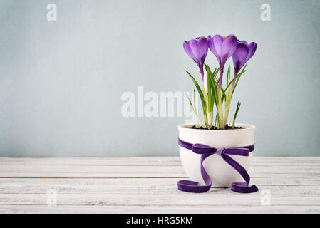 Crocus in Vase mit violetten Band auf blauem Hintergrund Stockfoto