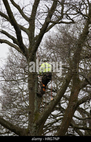 Roath, Cardiff, UK. 1. März 2017. Contracters schneiden einen Baum in Waterloo Gardens, einer der vier Gärten wo 145 Bäume Roath Bach als Teil der neuen Flut gekürzt werden Verteidigung arbeiten. Bewohner im Roath und Penylan haben gegen das Abholzen von 145 Bäume ausgesprochen und haben 'Sympathie' Karten und Geldscheine des Protestes am Zaun um die Websites verlassen. Bildnachweis: Craig Redmond/Alamy Live-Nachrichten Stockfoto