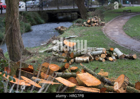 Roath, Cardiff, UK. 1. März 2017. Baum-Stümpfe nach schneiden Sie Bäume in Roath Mühle Gardens, einer der vier Gärten Roath Bach wo Holzeinschlag im Rahmen der neuen Flut Verteidigung Arbeit geschieht. Bewohner im Roath und Penylan haben gegen das Abholzen von 145 Bäume ausgesprochen und haben 'Sympathie' Karten und Geldscheine des Protestes am Zaun um die Websites verlassen. Bildnachweis: Craig Redmond/Alamy Live-Nachrichten Stockfoto