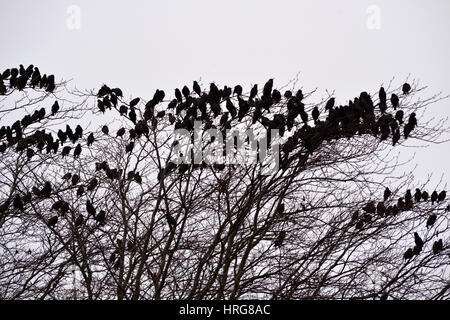 Aberystwyth, Wales, UK. 1. März 2017. UK-Wetter - unter einem trüben grauen Himmel Starling vorbereiten zum Schlafplatz in einem Buche in der Nähe von Aberystwyth, Wales, UK Credit: John Gilbey/Alamy Live News Stockfoto