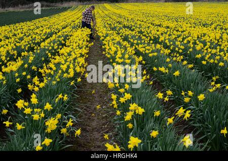 Cornwall, UK. 2. März 2017. Großbritannien Wetter. Narzissen präsentieren ein Willkommen Zeichen des Frühlings in Hayle, Cornwall. Bildnachweis: Lucy Piper/Alamy Live-Nachrichten Stockfoto