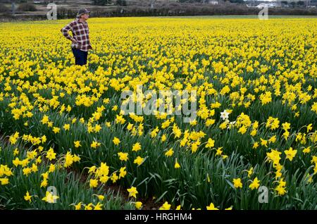 Cornwall, UK. 2. März 2017. Großbritannien Wetter. Narzissen präsentieren ein Willkommen Zeichen des Frühlings in Hayle, Cornwall. Bildnachweis: Lucy Piper/Alamy Live-Nachrichten Stockfoto