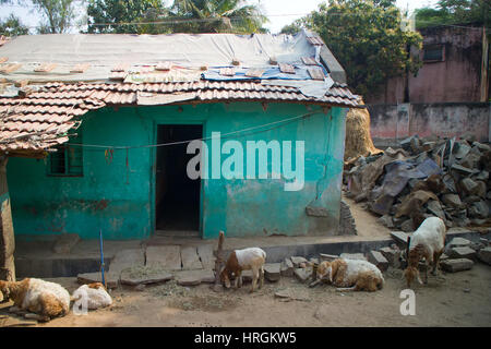 Armen indischen Haushalt (Bauernhof) 9. Schafe, Haus. Andhra Pradesh, Anantapur Stockfoto