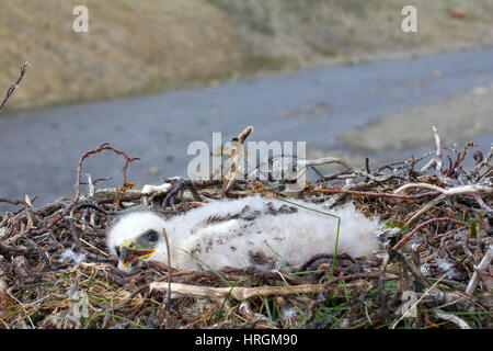 Weiße flauschige Vogel ist Rough-legged Buzzard in Nest auf Felsen. Im Hintergrund ist in polare Wüste-River-Canyon. Novaya Zemlya Archipel. Klang des Flusses ein Stockfoto