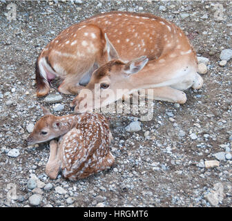 Neugeborenen Damhirsch (Dama Dama) mit Mutter. Stockfoto