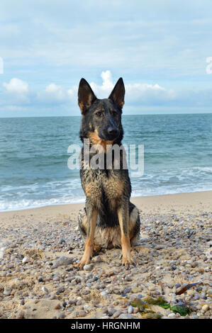Deutscher Schäferhund am Strand Stockfoto