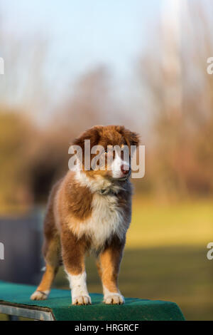 Australian Shepherd Welpen stehen ein Agility-Tool Stockfoto