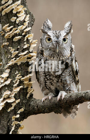 Eastern Screech Owl Adult, Grey Phase (Megascos asio) thront auf einem Ast eines toten Baumes, Winter, E USA, von Skip Moody/Dembinsky Photo Assoc Stockfoto