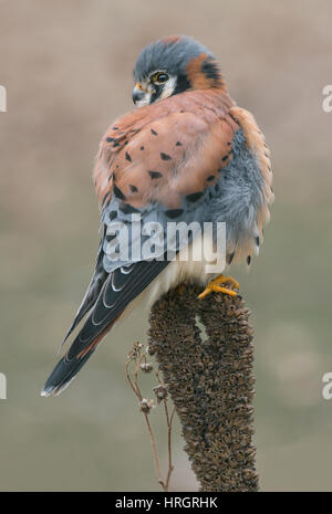 Amerikanische Turmfalke, Sperber, Männlich, (Falco Sparverius) thront, Osten der Vereinigten Staaten Stockfoto