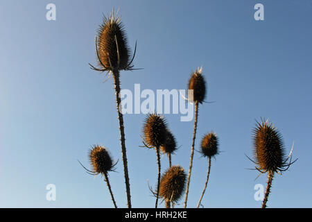 Karde (Dipsacus Fullonum) Samenköpfe mit einem Hintergrund des blauen Himmels. Stockfoto